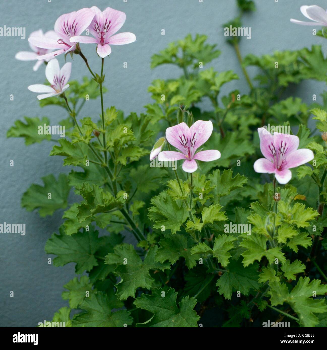 Orange geranium hires stock photography and images Alamy